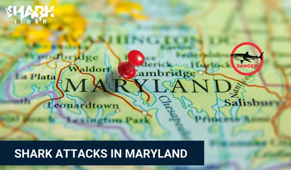 Shark Attacks in Maryland