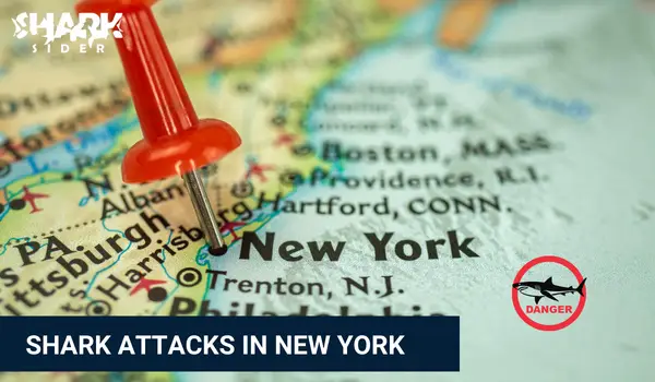 Shark Attacks in New York