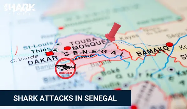 Shark Attacks in Senegal