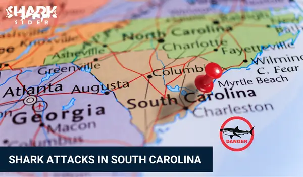 Shark Attacks in South Carolina