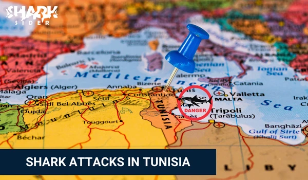 Shark Attacks in Tunisia