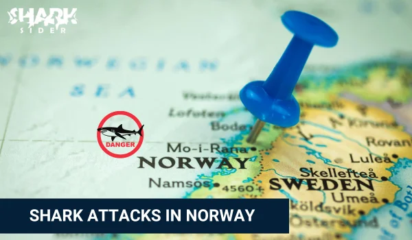 Shark Attacks in norway