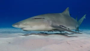 Lemon Shark