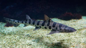 Leopard Shark