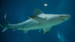 Sandbar Shark