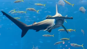 Scalloped Hammerhead Shark