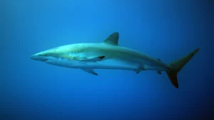 Silky Shark