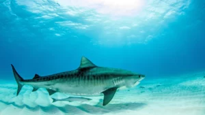 Tiger shark
