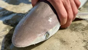 Atlantic Sharpnose Shark