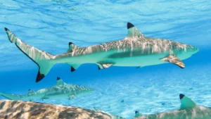 Black Tip Sharks