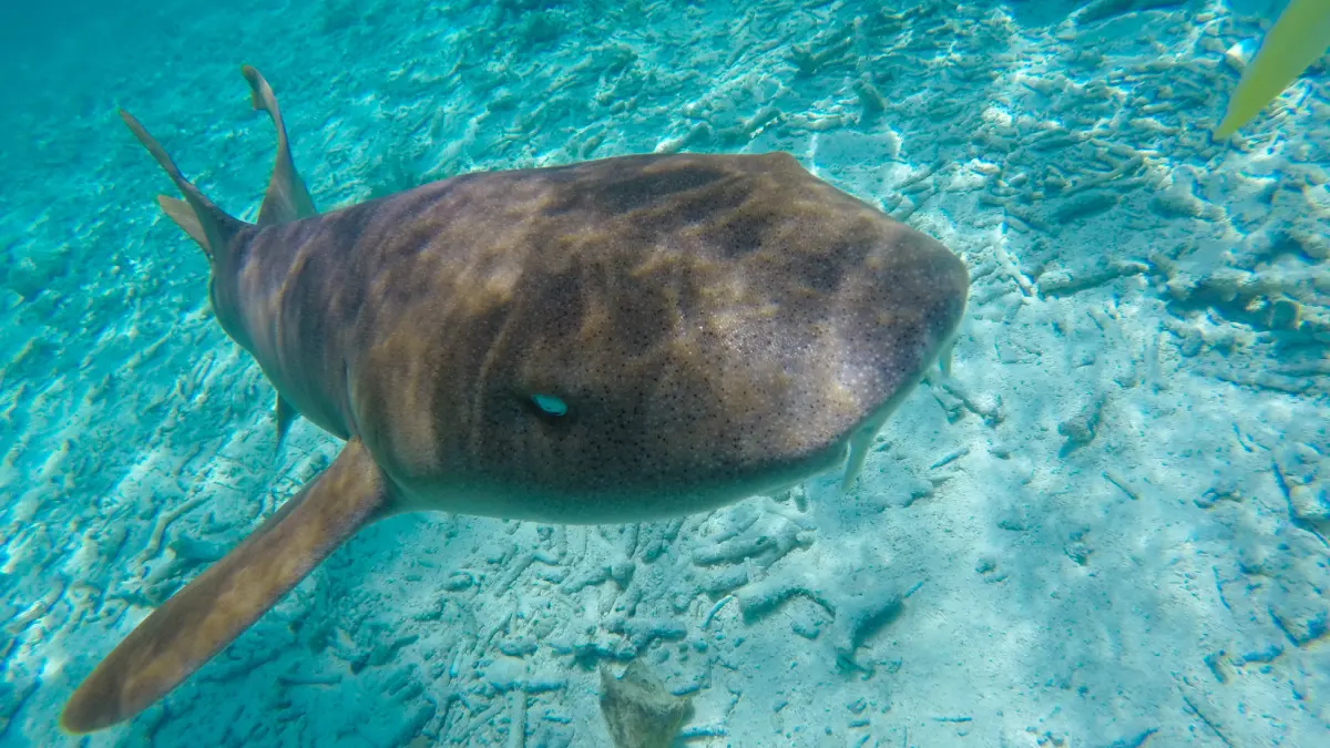 Is this the world's laziest shark? 😴 Nurse sharks are exceptionally  sedentary compared to most other shark species. They are a slow-moving,  bottom-dwelling species that prefer lounging on the seabed to chasing, image size:1200x675